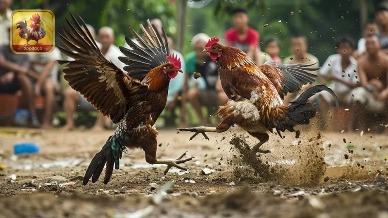 3 yếu tố ảnh hưởng đến kết quả đá gà cần nắm rõ