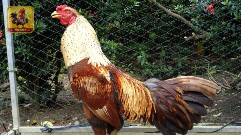 Áp dụng 4 cách làm da gà đá hiệu quả và dễ áp dụng