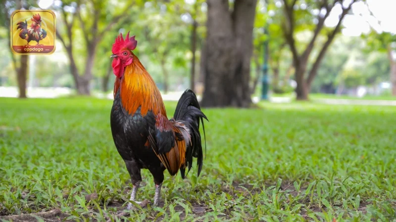Áp dụng cách làm da gà đá giúp chiến kê có bộ “lớp giáp” săn chắc hơn