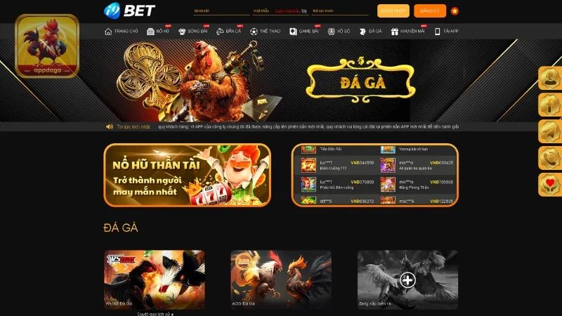 App đá gà I9BET đáp ứng nhu cầu giải trí cao cấp