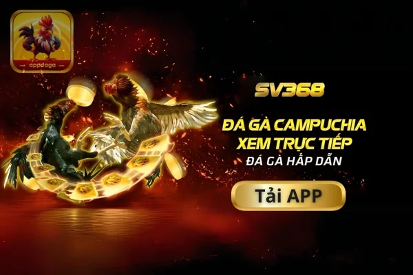 App đá gà SV368 - Tận hưởng không gian giải trí đẳng cấp