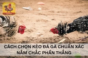Cách chọn kèo đá gà