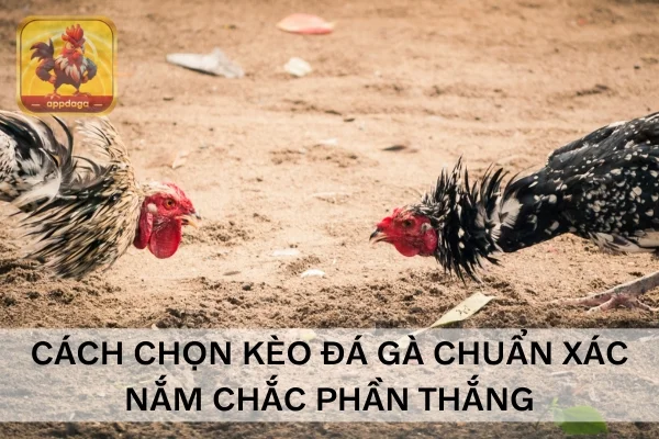Cách chọn kèo đá gà chuẩn xác, nắm chắc phần thắng