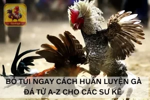 Cách huấn luyện gà đá