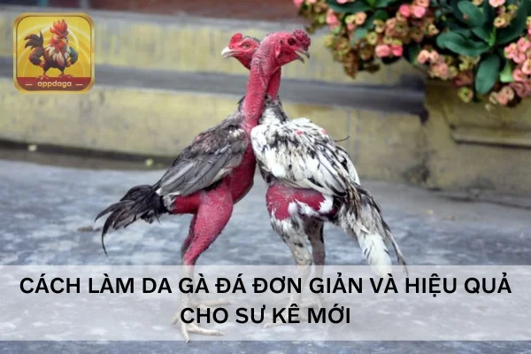 Cách làm da gà đá đơn giản và hiệu quả cho sư kê mới
