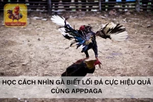 Đá Gà ODIN Phát Sóng Trận Đấu Với Đồ Họa Full HD 4K
