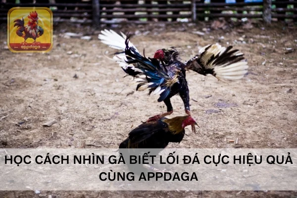 Học cách nhìn gà biết lối đá cực hiệu quả cùng Appdaga