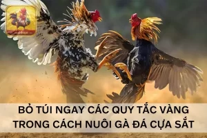 thức ăn cho gà đá