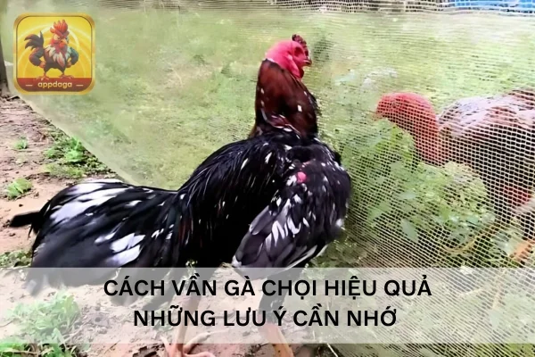 Cách vần gà chọi hiệu quả và những lưu ý cần nhớ