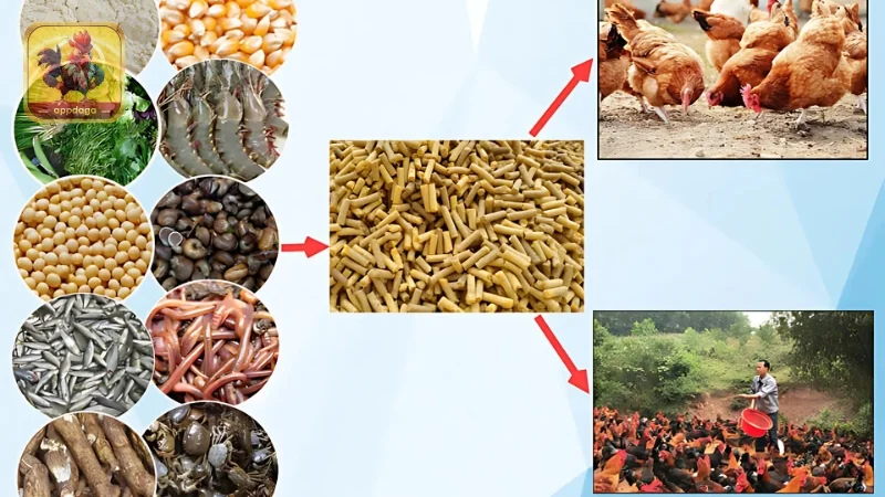 Chế độ thức ăn chuẩn của gà