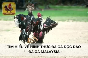 Đá Gà Malaysia