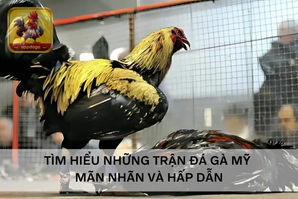 Cùng Appdaga tìm hiểu những trận Đá Gà Mỹ mãn nhãn và hấp dẫn