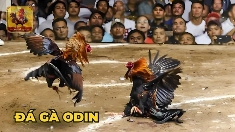 Đá Gà ODIN Phát Sóng Trận Đấu Với Đồ Họa Full HD 4K