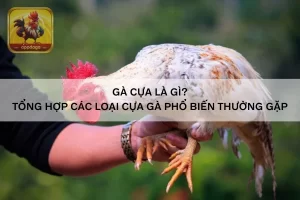 Gà cựa
