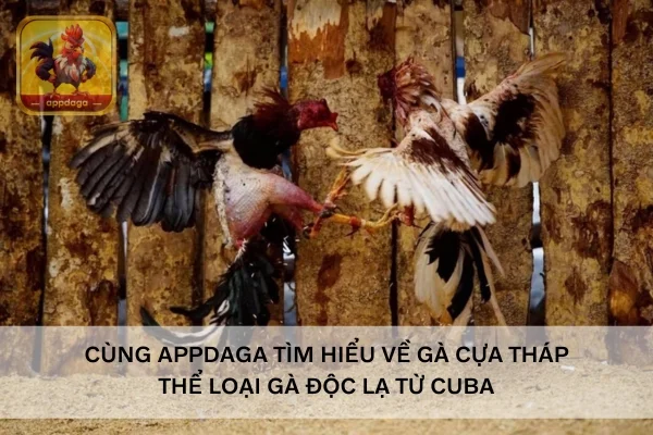 Cùng Appdaga tìm hiểu về Gà Cựa Tháp - Thể loại gà độc lạ từ Cuba