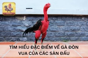 Gà đòn