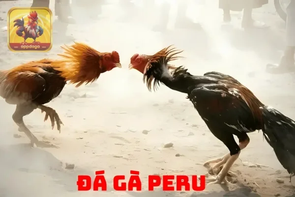 Cùng Appdaga tìm hiểu về Đá Gà PERU các chiến kê với những trận đấu khốc liệt