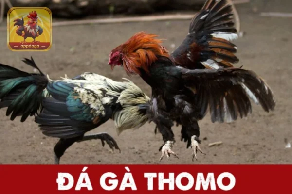 Khám phá đặc điểm độc đáo của Đá Gà Thomo cùng Appdaga