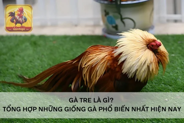 Gà tre là gì? Tổng hợp những giống gà phổ biến nhất hiện nay
