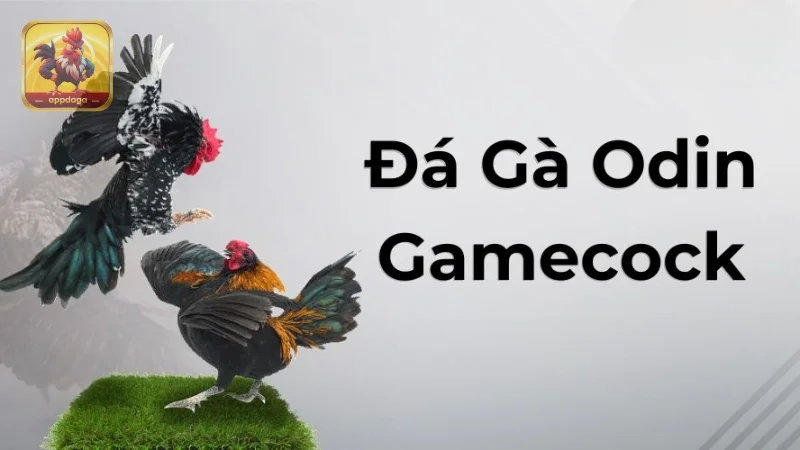 Giới Thiệu Về Đá Gà ODIN