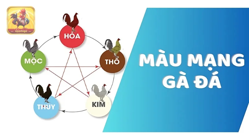 Giới thiệu về màu mạng gà đá