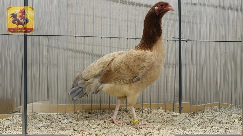 Học Cách Chăm Sóc Gà Cựa Tháp Cùng Appdaga