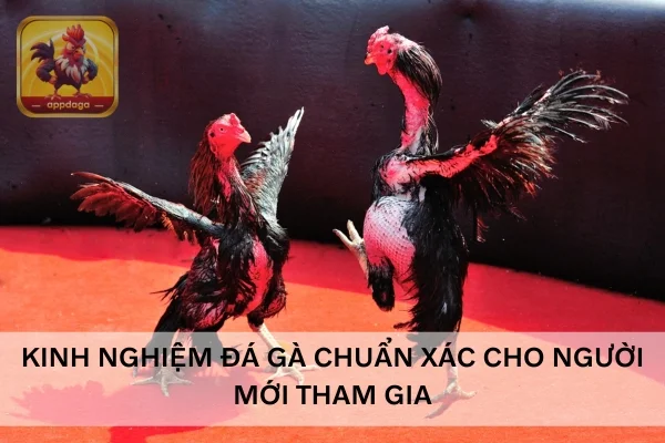 Kinh nghiệm đá gà chuẩn xác cho người mới tham gia