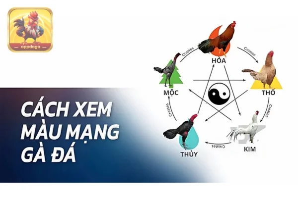 Màu mạng gà là gì? Chọn màu gà đá theo phong thuỷ