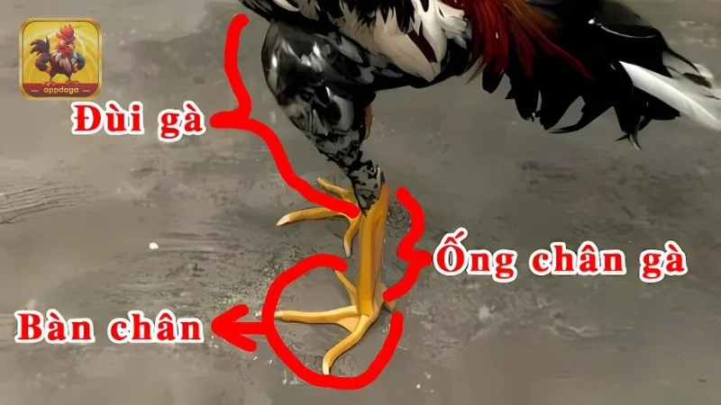 Mẹo chọn gà bằng cách xem qua vảy và chân gà