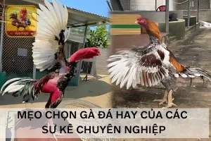 mẹo chọn gà đá