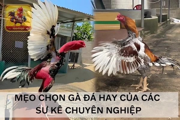 Mẹo chọn gà đá hay của các sư kê chuyên nghiệp