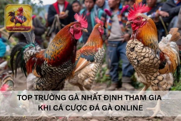 Top trường gà nhất định tham gia khi cá cược đá gà online